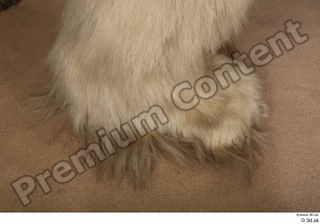 Polar bear foot 0004.jpg